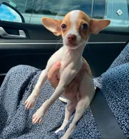 Leo, a male Chihuahua for sale in Houston, TX – 4 of 4