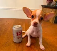 Leo, a male Chihuahua for sale in Houston, TX – 2 of 4