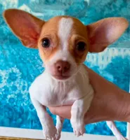 Leo, a male Chihuahua for sale in Houston, TX – 1 of 4