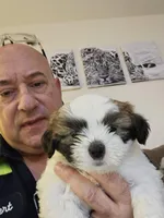 Weezer, a male Lhasa Apso and Shih Tzu for sale in Baltimore, MD – Photo 4 of 8