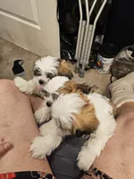 Weezer, a male Lhasa Apso and Shih Tzu for sale in Baltimore, MD – Photo 8 of 8