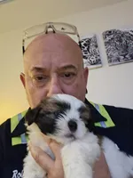 Weezer, a male Lhasa Apso and Shih Tzu for sale in Baltimore, MD – Photo 2 of 8