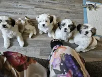 Weezer, a male Lhasa Apso and Shih Tzu for sale in Baltimore, MD – Photo 6 of 8