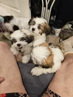 Weezer, a male Lhasa Apso and Shih Tzu for sale in Baltimore, MD – Photo 7 of 8