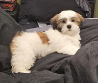 Weezer, a male Lhasa Apso and Shih Tzu for sale in Baltimore, MD – Photo 1 of 8