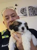 Weezer, a male Lhasa Apso and Shih Tzu for sale in Baltimore, MD – Photo 5 of 8