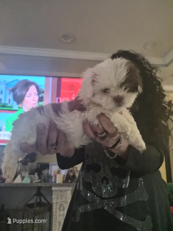Pixie  – Shih Tzu puppy for sale in Baltimore, MD