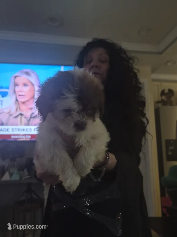 Honey  – Shih Tzu puppy for sale in Baltimore, MD