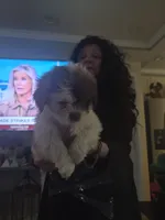 Honey , a female Shih Tzu for sale in Baltimore, MD – 1 of 1
