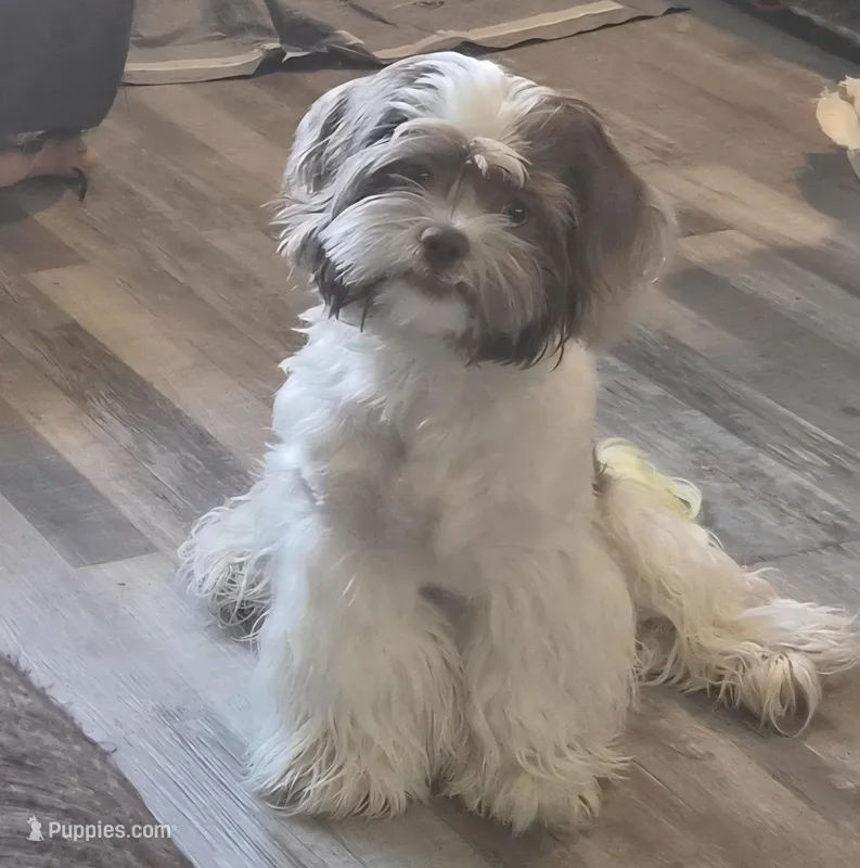 Georgie – Lhasa Apso, Shih Tzu puppy for sale in Baltimore, MD