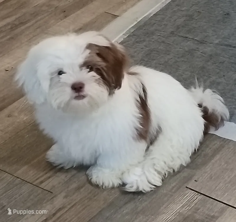 Pixie – Lhasa Apso, Shih Tzu puppy for sale in Baltimore, MD