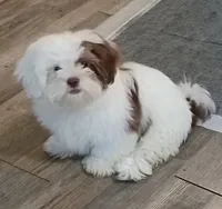Pixie, a female Lhasa Apso and Shih Tzu for sale in Baltimore, MD – 1 of 2