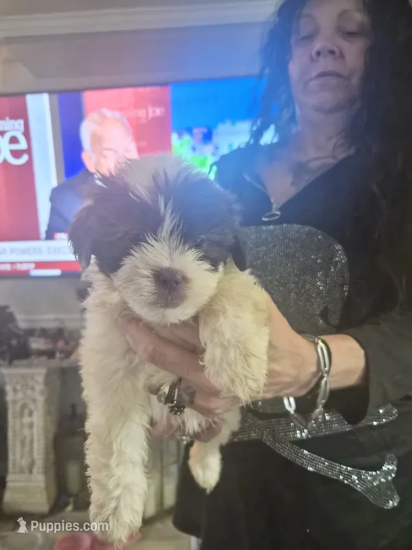 Dixie  – Shih Tzu puppy for sale in Baltimore, MD