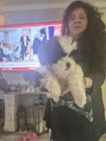 Moose, a male Lhasa Apso and Shih Tzu for sale in Baltimore, MD – 2 of 2