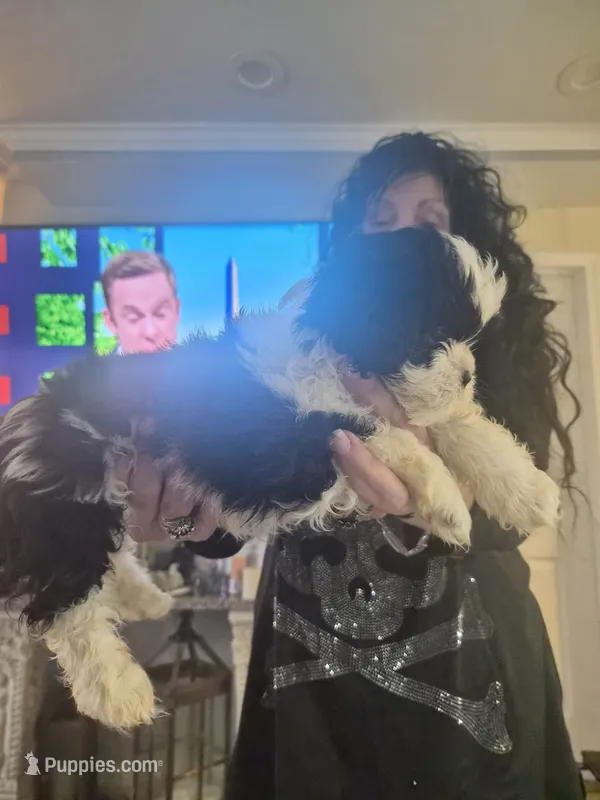 Moose – Lhasa Apso, Shih Tzu puppy for sale in Baltimore, MD
