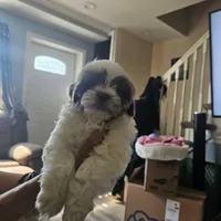 Hades, a male Lhasa Apso and Shih Tzu for sale in Baltimore, MD – Photo 4 of 6