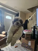 Hades, a male Lhasa Apso and Shih Tzu for sale in Baltimore, MD – Photo 4 of 6