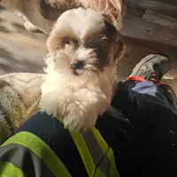 Hades, a male Lhasa Apso and Shih Tzu for sale in Baltimore, MD – Photo 6 of 6