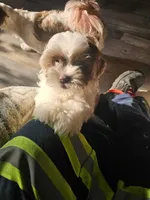 Hades, a male Lhasa Apso and Shih Tzu for sale in Baltimore, MD – Photo 6 of 6