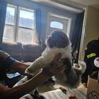 Hades, a male Lhasa Apso and Shih Tzu for sale in Baltimore, MD – Photo 5 of 6