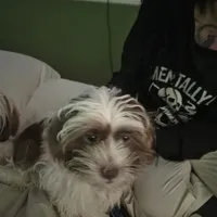 Hades, a male Lhasa Apso and Shih Tzu for sale in Baltimore, MD – Photo 3 of 6