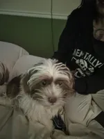 Hades, a male Lhasa Apso and Shih Tzu for sale in Baltimore, MD – Photo 3 of 6