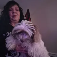 Hades, a male Lhasa Apso and Shih Tzu for sale in Baltimore, MD – Photo 1 of 6