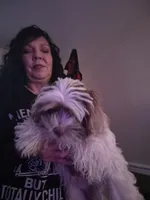 Hades, a male Lhasa Apso and Shih Tzu for sale in Baltimore, MD – Photo 1 of 6