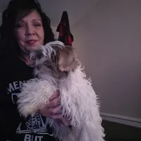 Hades, a male Lhasa Apso and Shih Tzu for sale in Baltimore, MD – Photo 2 of 6