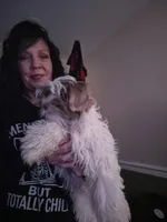 Hades, a male Lhasa Apso and Shih Tzu for sale in Baltimore, MD – Photo 2 of 6