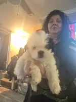 Ace , a male Shih Tzu for sale in Baltimore, MD – 1 of 1