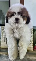 Bodhi, a male Lhasa Apso and Shih Tzu for sale in Baltimore, MD – Photo 1 of 3