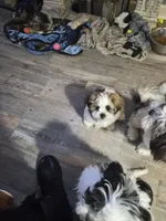 Bodhi, a male Lhasa Apso and Shih Tzu for sale in Baltimore, MD – Photo 3 of 3