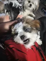 Bodhi, a male Lhasa Apso and Shih Tzu for sale in Baltimore, MD – Photo 2 of 3