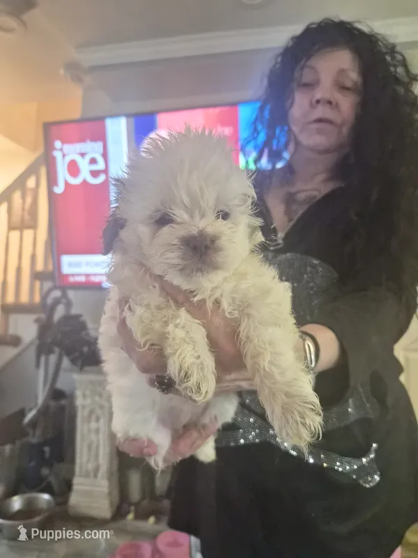 Trixie  – Shih Tzu puppy for sale in Baltimore, MD