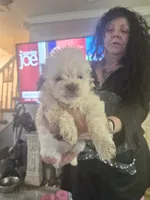 Trixie , a female Shih Tzu for sale in Baltimore, MD – 1 of 1