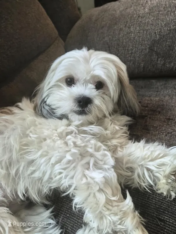Holly, a female Lhasa Apso and Shih Tzu for sale in Baltimore, MD – Photo 1 of 1