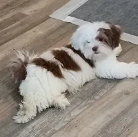 Pixie, a female Lhasa Apso and Shih Tzu for sale in Baltimore, MD – 2 of 2