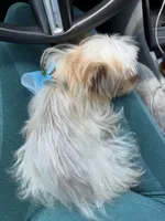 Milo, a male Yorkshire Terrier for sale in Statesville, NC – 5 of 5