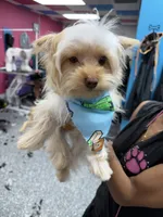 Milo, a male Yorkshire Terrier for sale in Statesville, NC – 3 of 5