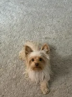 Milo, a male Yorkshire Terrier for sale in Statesville, NC – 2 of 5