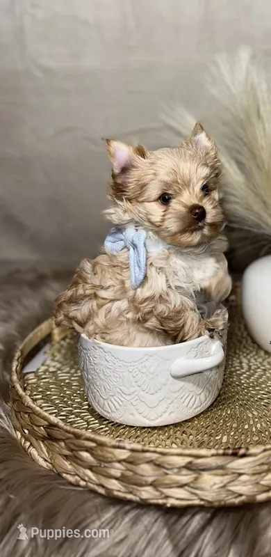Milo – Yorkshire Terrier puppy for sale in Statesville, NC