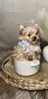 Milo, a male Yorkshire Terrier for sale in Statesville, NC – 1 of 5