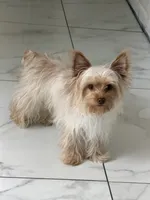 Milo, a male Yorkshire Terrier for sale in Statesville, NC – 4 of 5