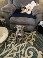 Trouble , a male American Pit Bull Terrier for sale in Plymouth, WI – 2 of 2