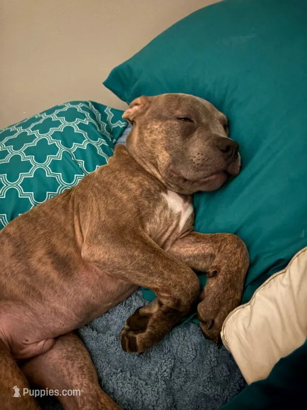 Trouble  – American Pit Bull Terrier puppy for sale in Plymouth, WI
