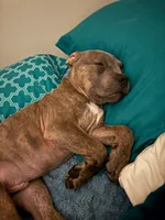 Trouble , a male American Pit Bull Terrier for sale in Plymouth, WI – 1 of 2