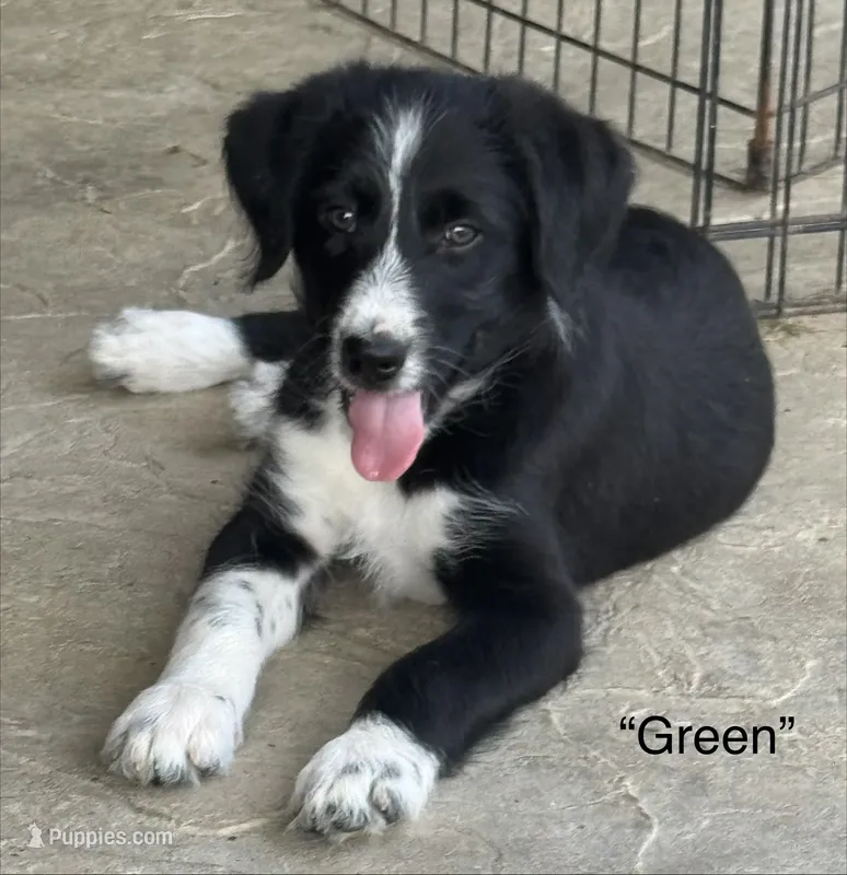 “Green” – Border Collie, Goldendoodle puppy for sale in Auxvasse, MO