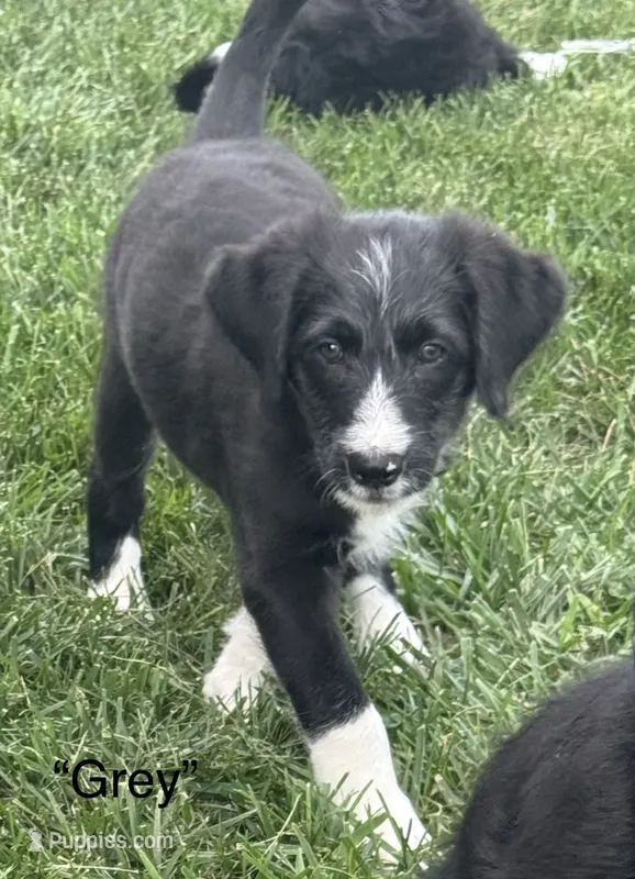 “Grey” – Border Collie, Goldendoodle puppy for sale in Auxvasse, MO