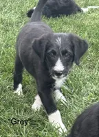 “Grey”, a male Border Collie and Goldendoodle for sale in Auxvasse, MO – 1 of 1